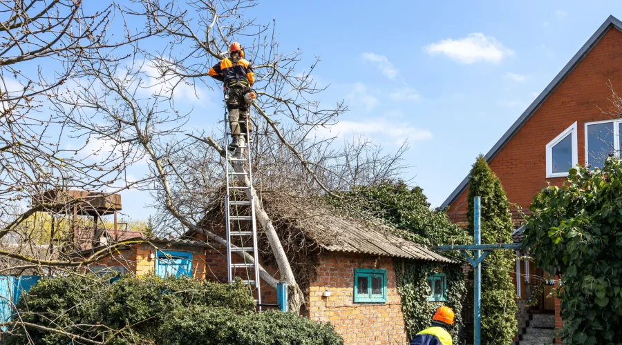 Tree Pruning