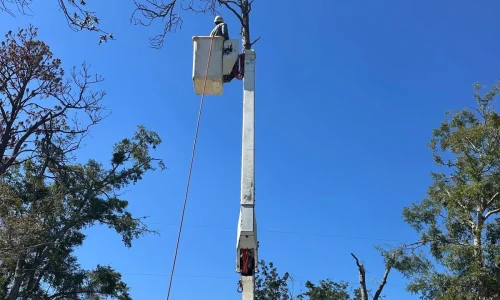 Tree Removal 01