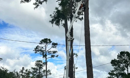 Tree Removal 02