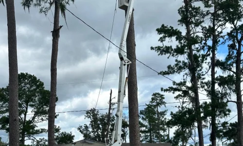 Tree Removal 03