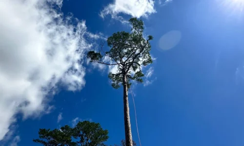 Tree Services 05