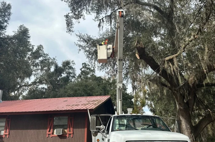 Tree Trimming 01
