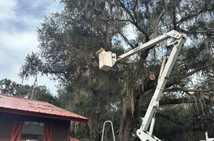Tree Trimming 03