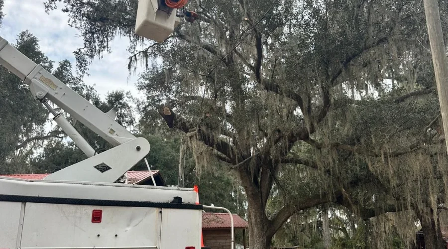 Tree Trimming 04
